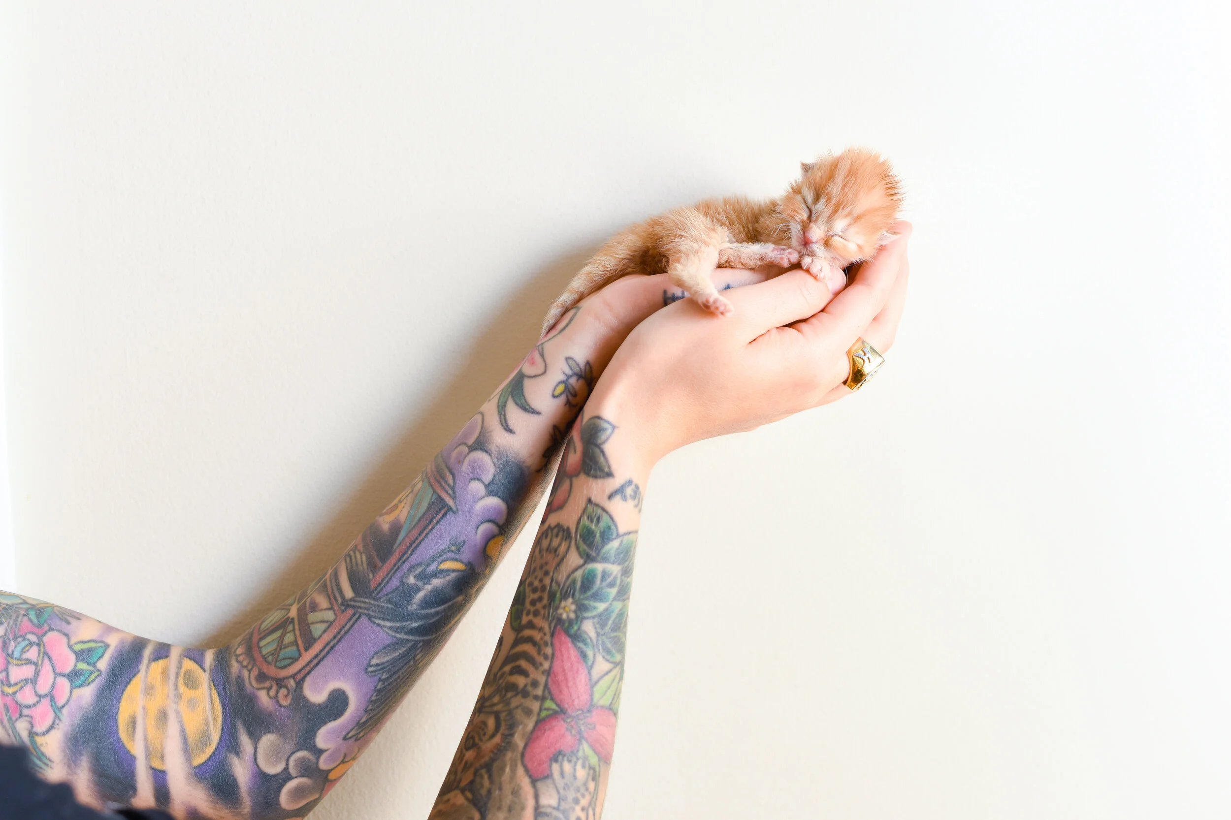 Fleas Kitten Lady
